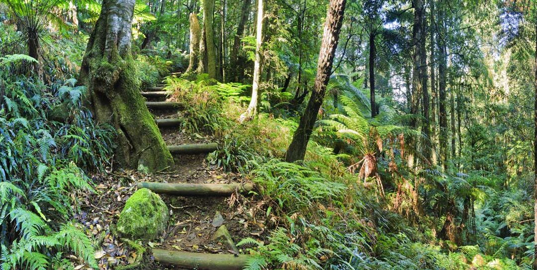 Bushwalking Safety, a Must