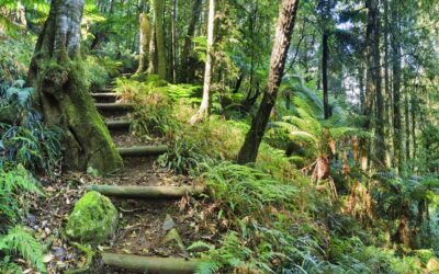 Bushwalking Safety, a Must